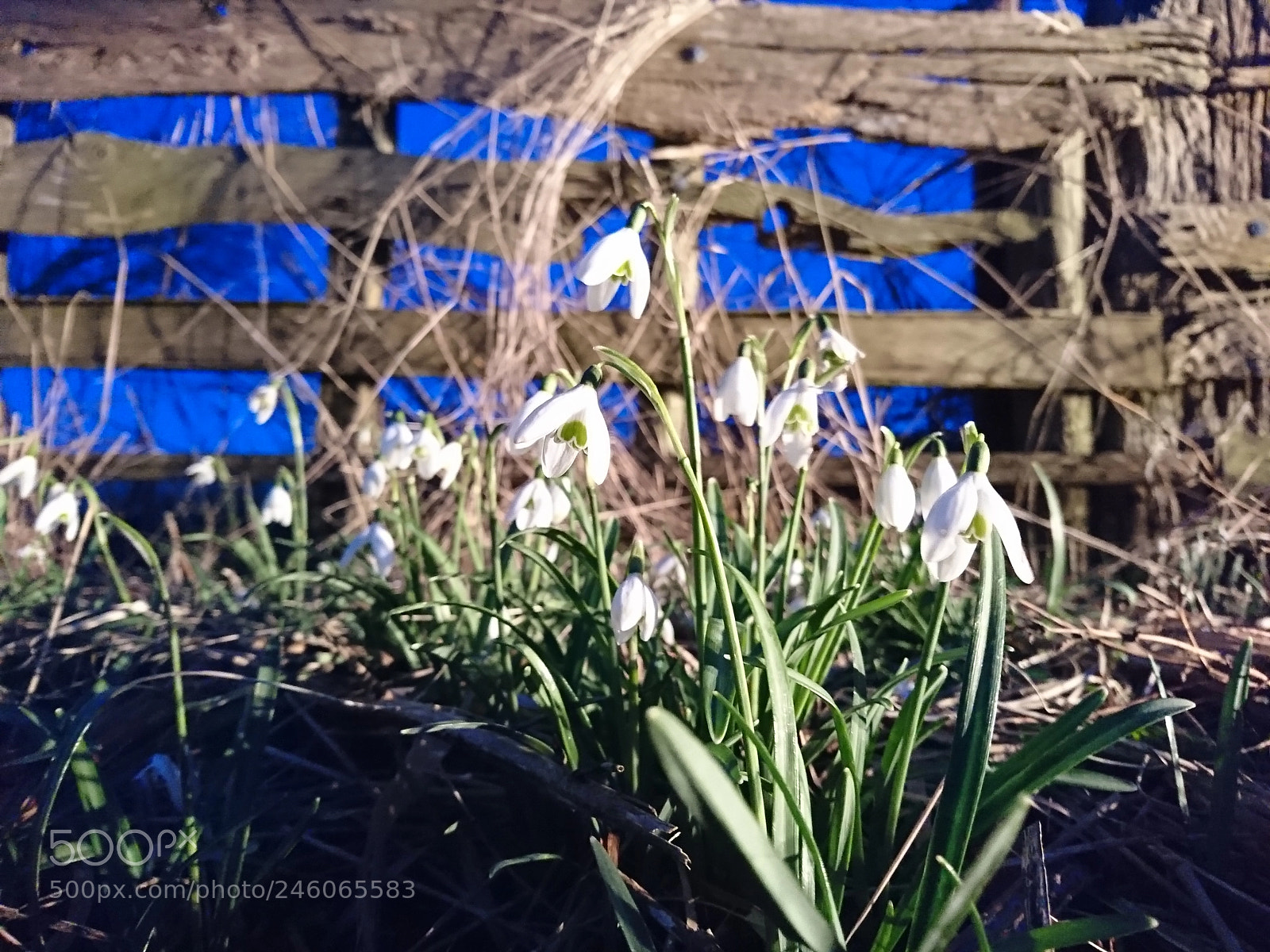 Sony Xperia XZ sample photo. Snowdrops photography