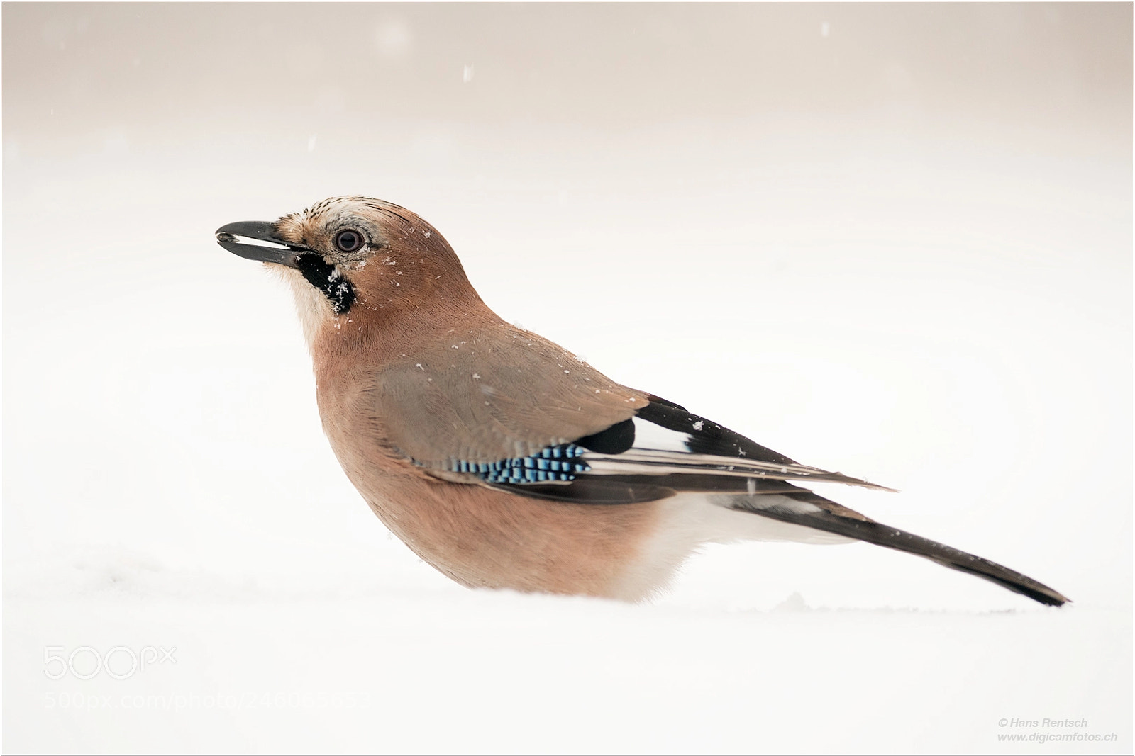 Nikon D5 sample photo. Eurasian jay photography