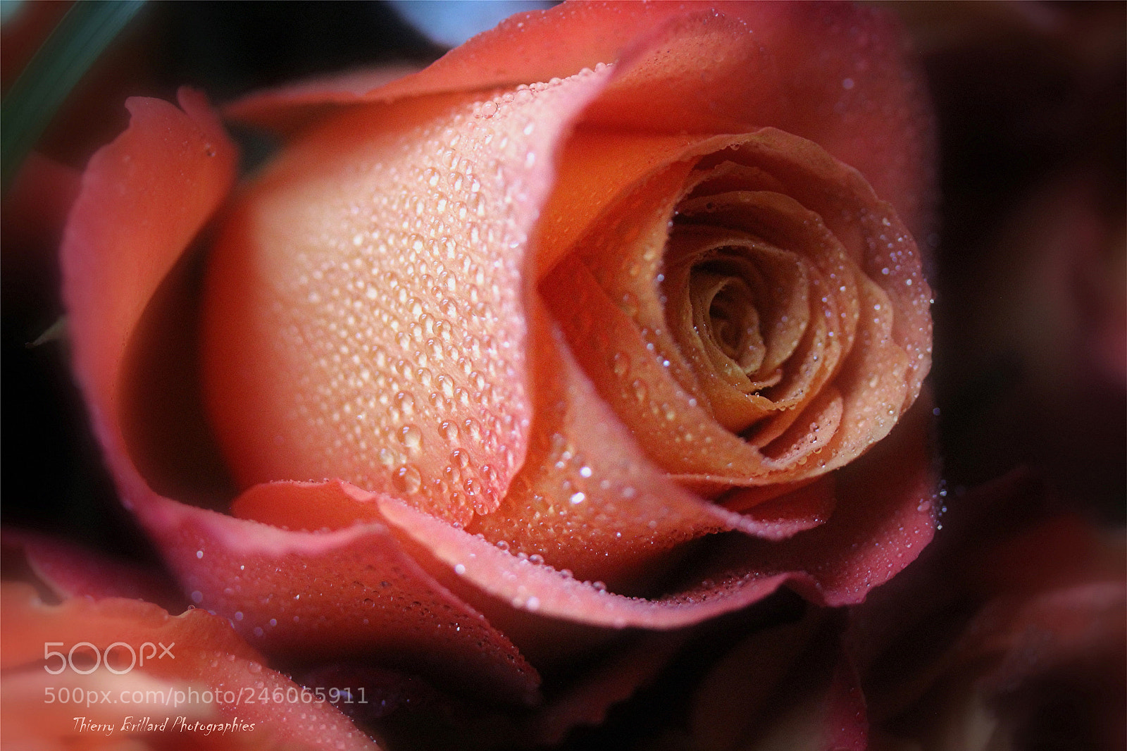 Canon EOS 600D (Rebel EOS T3i / EOS Kiss X5) sample photo. Rose et gouttelettes photography