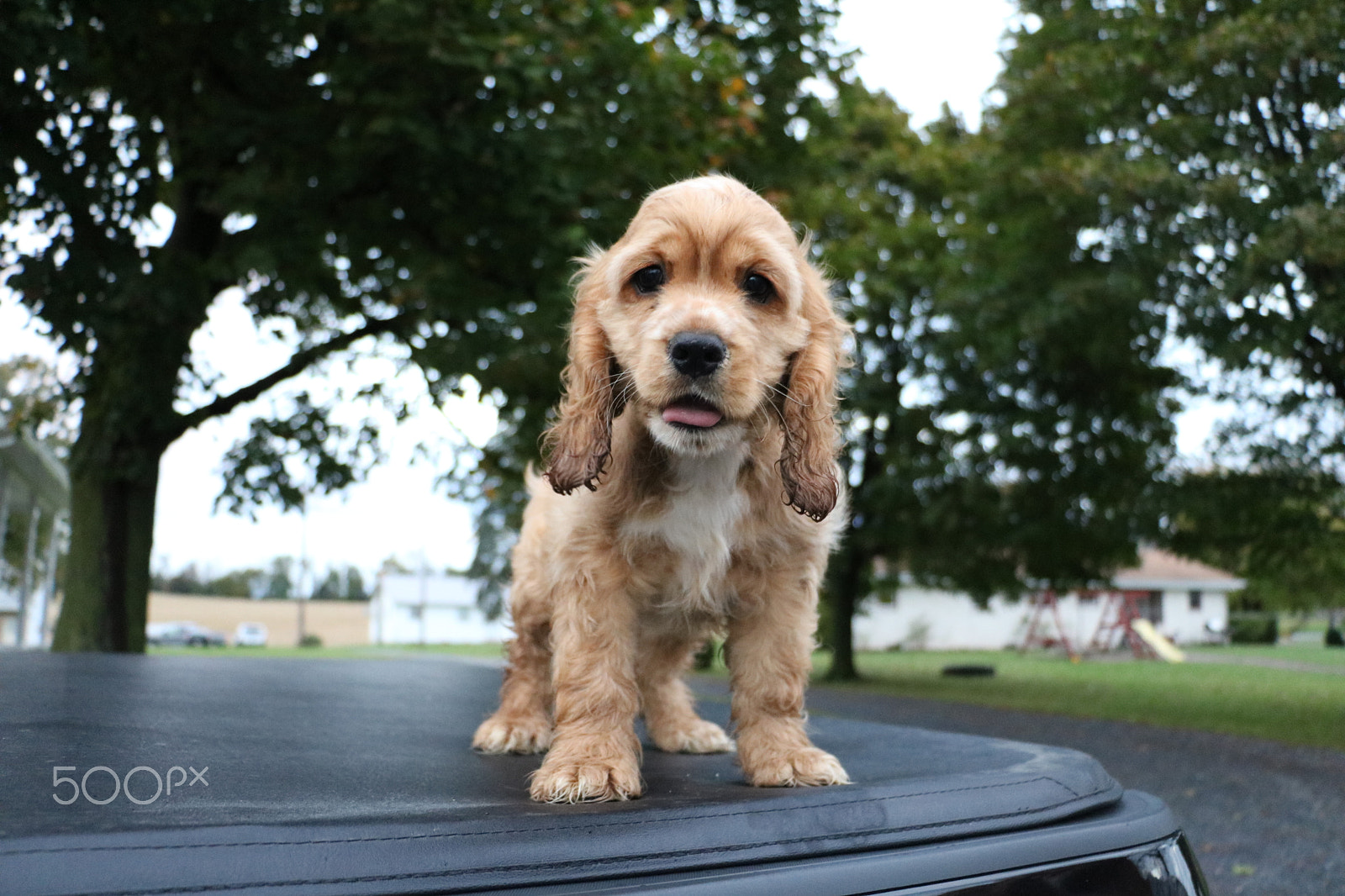 Canon EOS 760D (EOS Rebel T6s / EOS 8000D) sample photo. Summer puppy photography