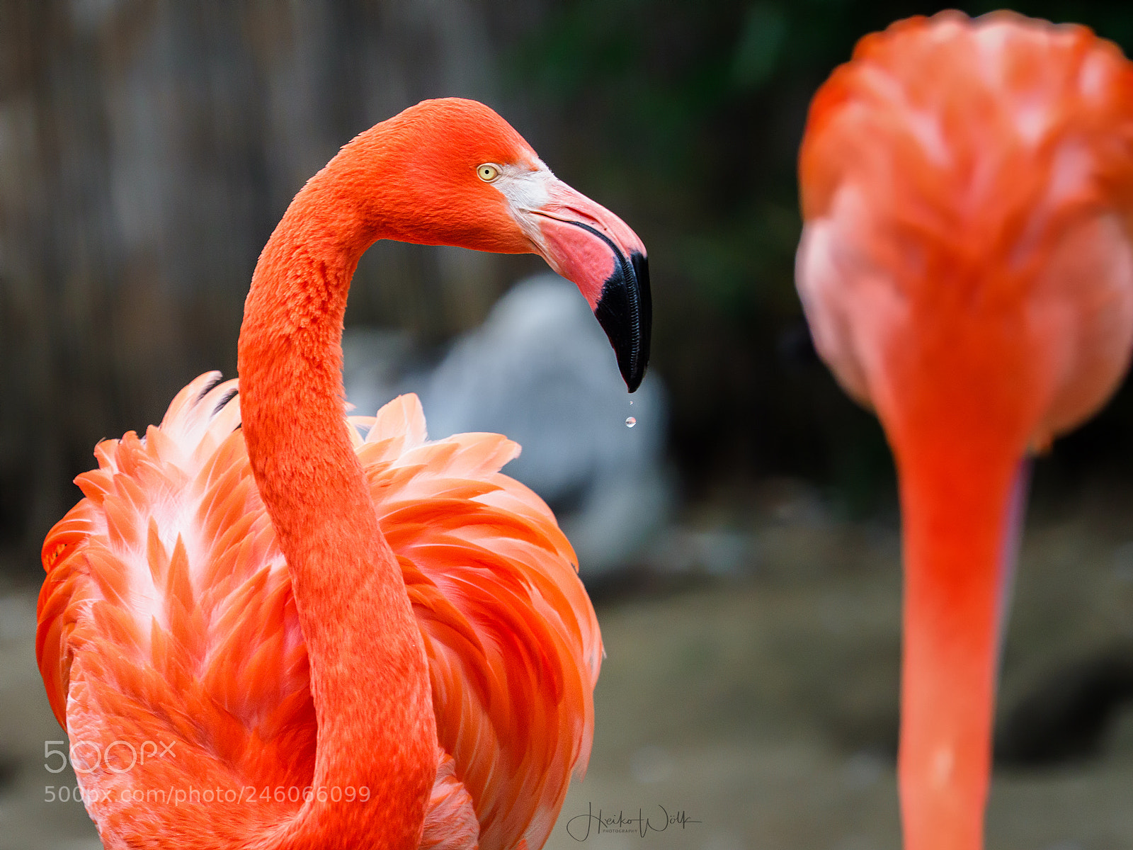 Olympus OM-D E-M1 Mark II sample photo. Drinking flamingo photography