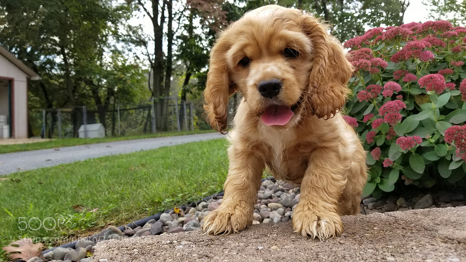 Samsung Galaxy S8 sample photo. A very curious puppy photography