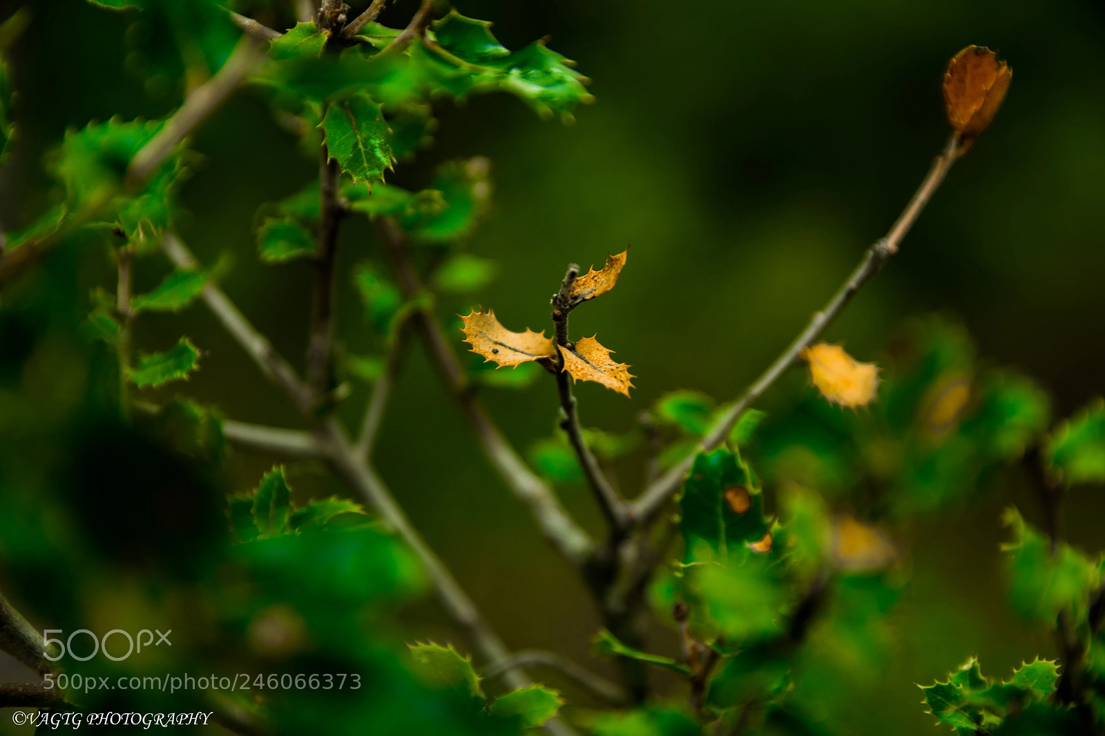 Nikon D3400 sample photo. Deciduous leaf photography