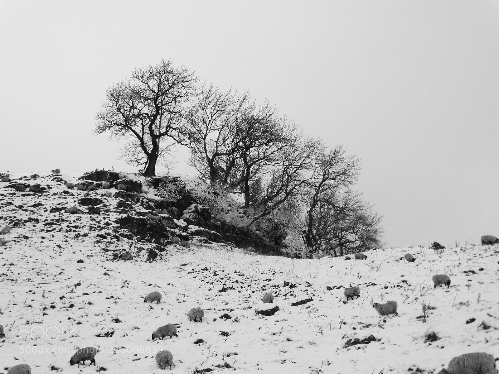 Sony Cyber-shot DSC-HX300 sample photo. Trees on the hilltop photography