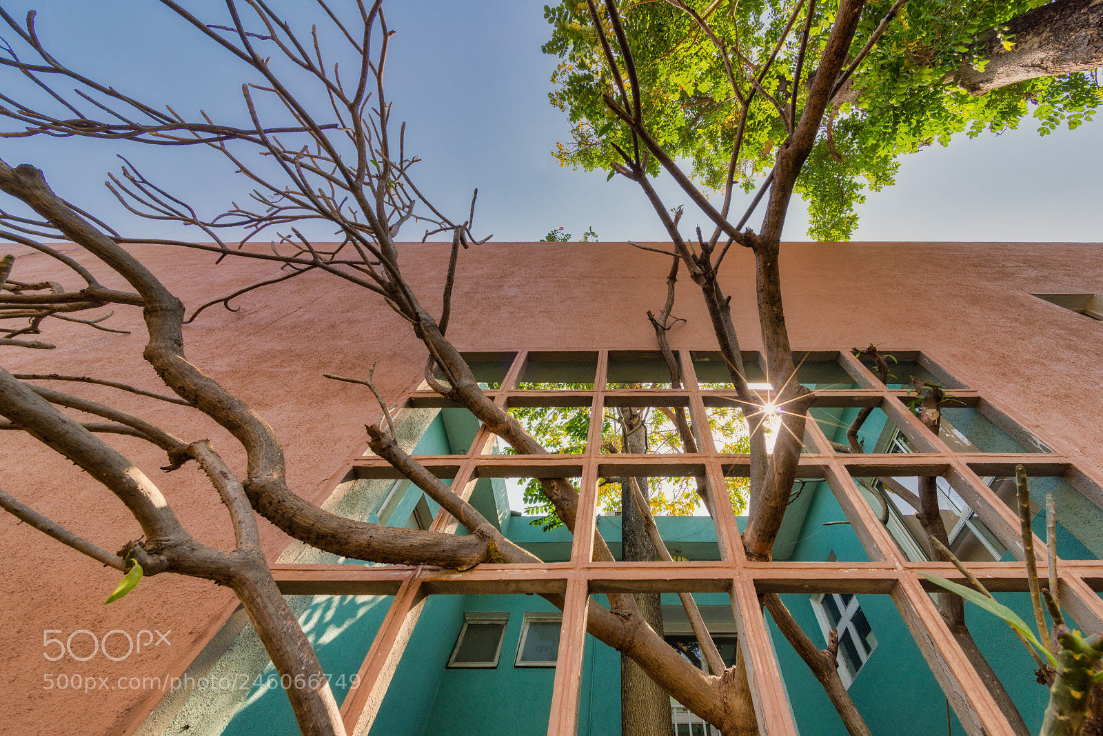 Sony a7R III sample photo. Windows and trees photography