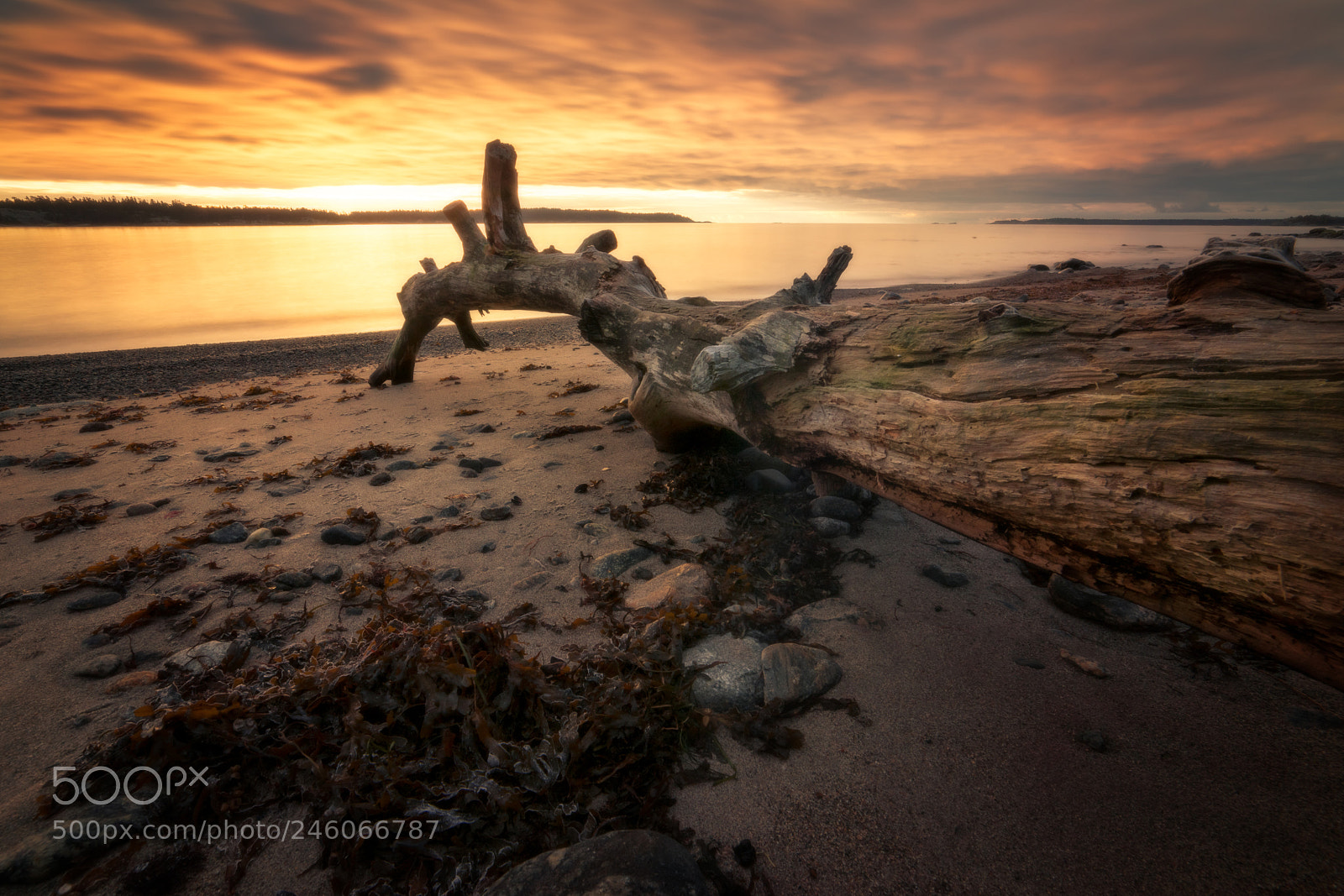 Nikon D810 sample photo. Driftwood photography