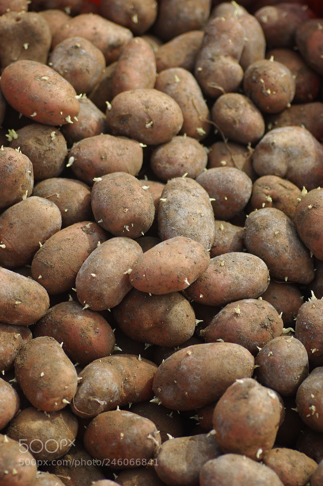 Pentax K200D sample photo. Potatoes photography