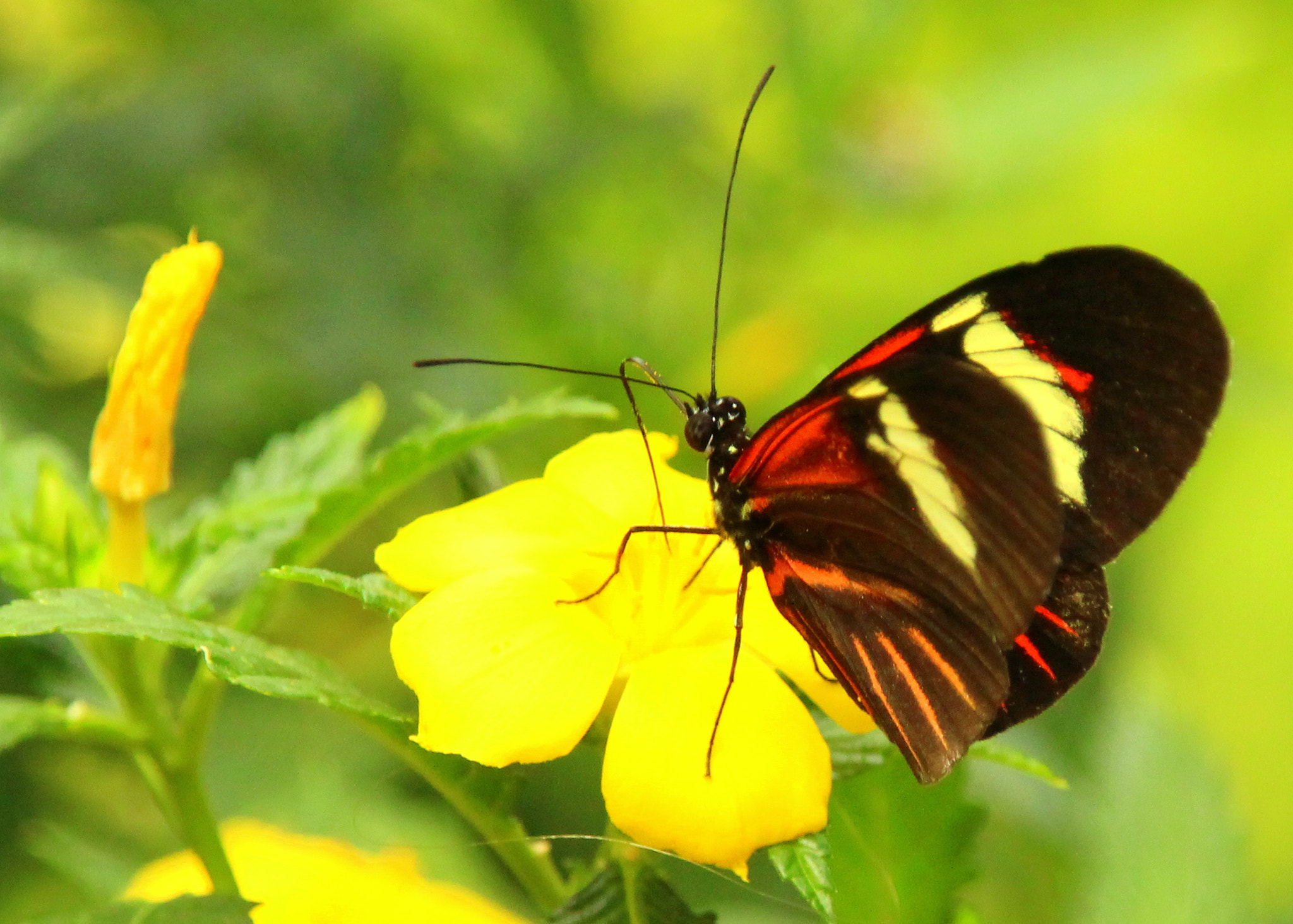 Canon EOS 700D (EOS Rebel T5i / EOS Kiss X7i) + Sigma 18-200mm f/3.5-6.3 DC OS sample photo. The butterfly on the yellow. photography