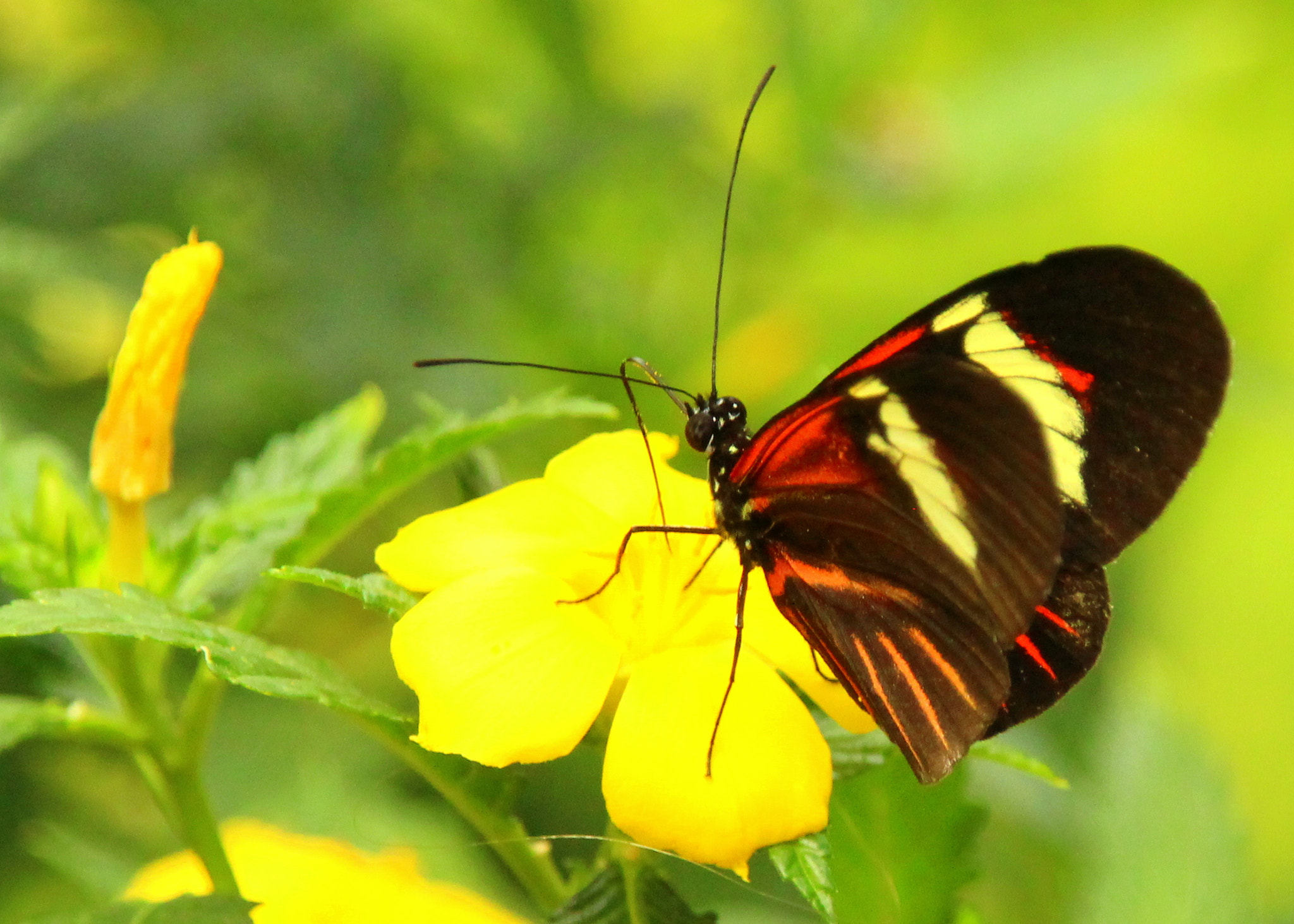 Sigma 18-200mm f/3.5-6.3 DC OS sample photo. The butterfly on the yellow. photography