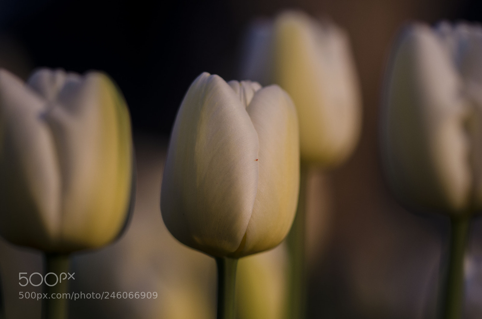 Nikon D5100 sample photo. Alone photography