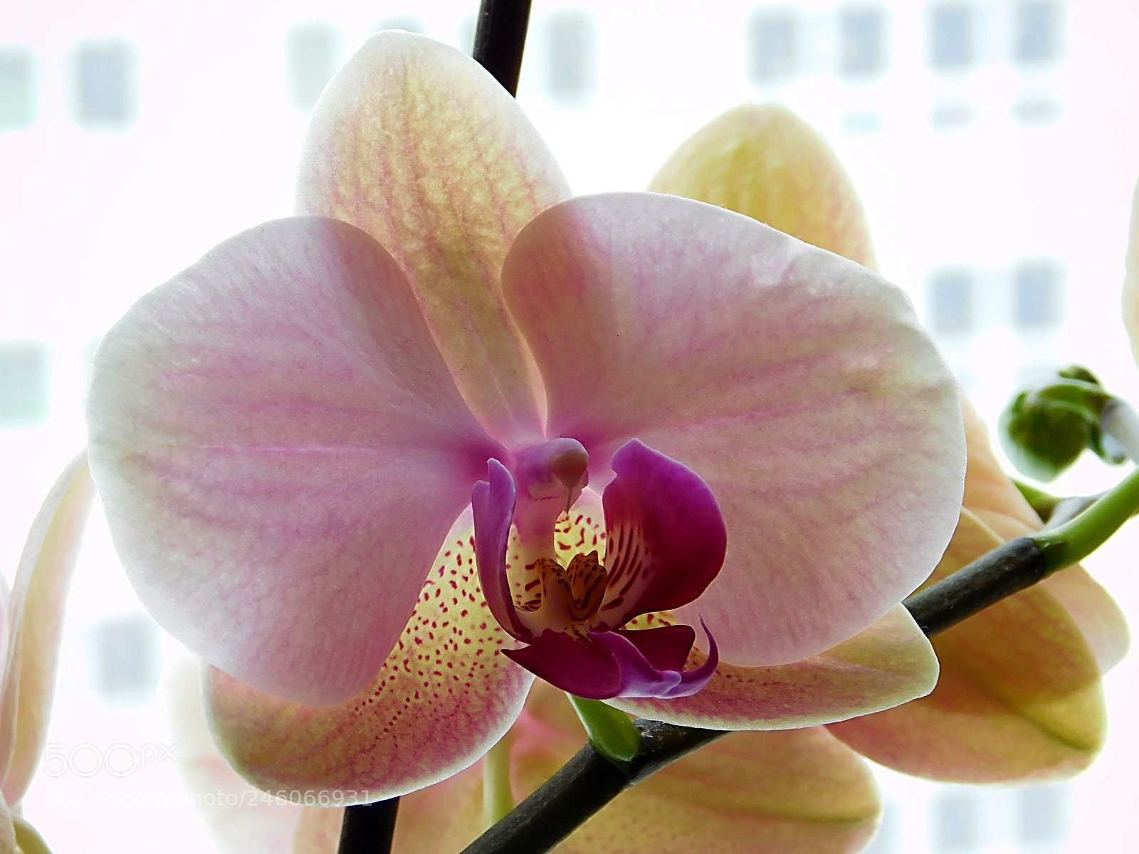 Nikon Coolpix L840 sample photo. Orchid photography