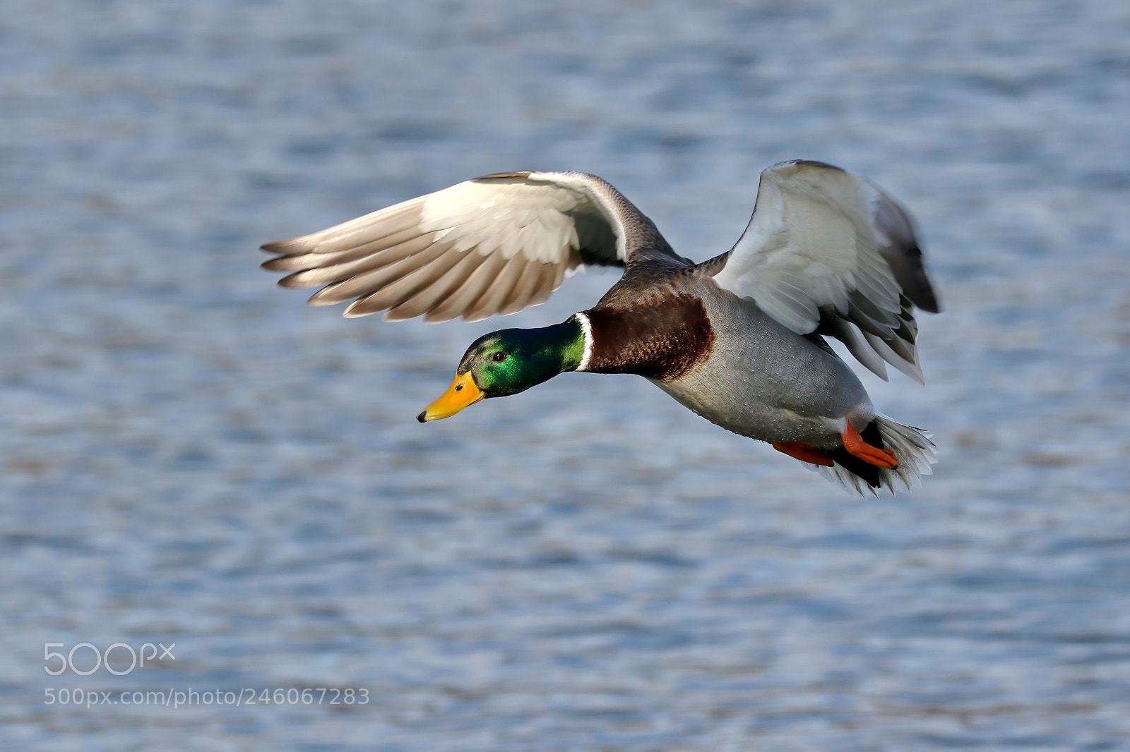 Canon EOS 7D Mark II sample photo. Mallard duck photography