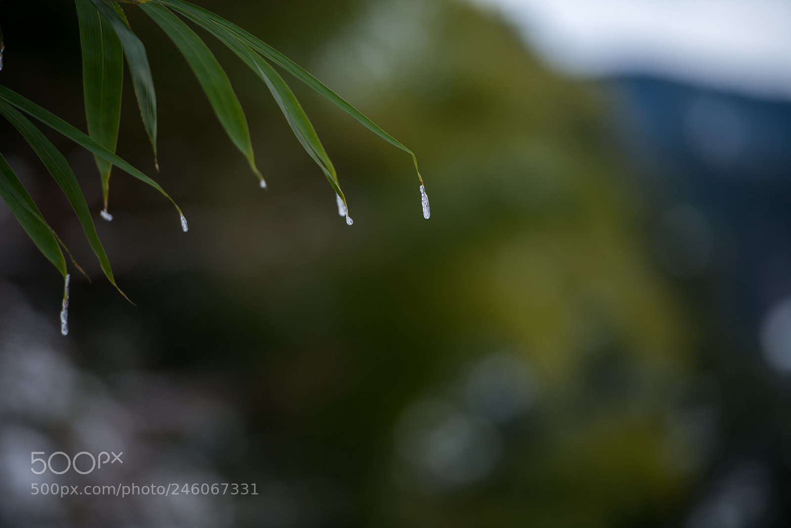 Nikon D600 sample photo. Small icicle photography