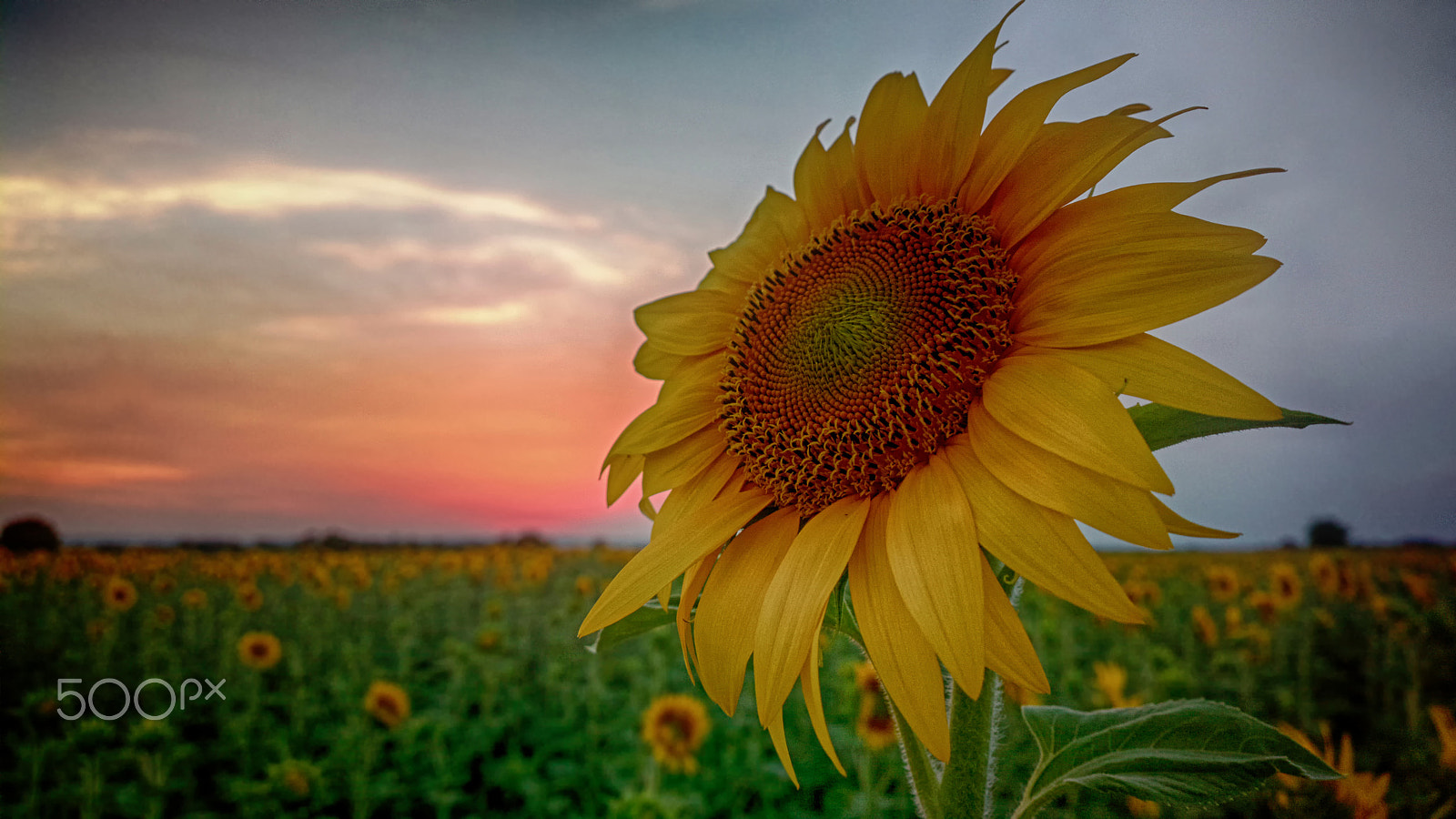 Nokia 808 PureView sample photo. Sunflower sunset photography