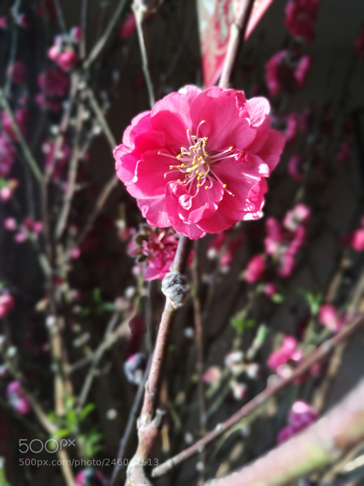 HUAWEI P9 sample photo. 2018-2-14 photography