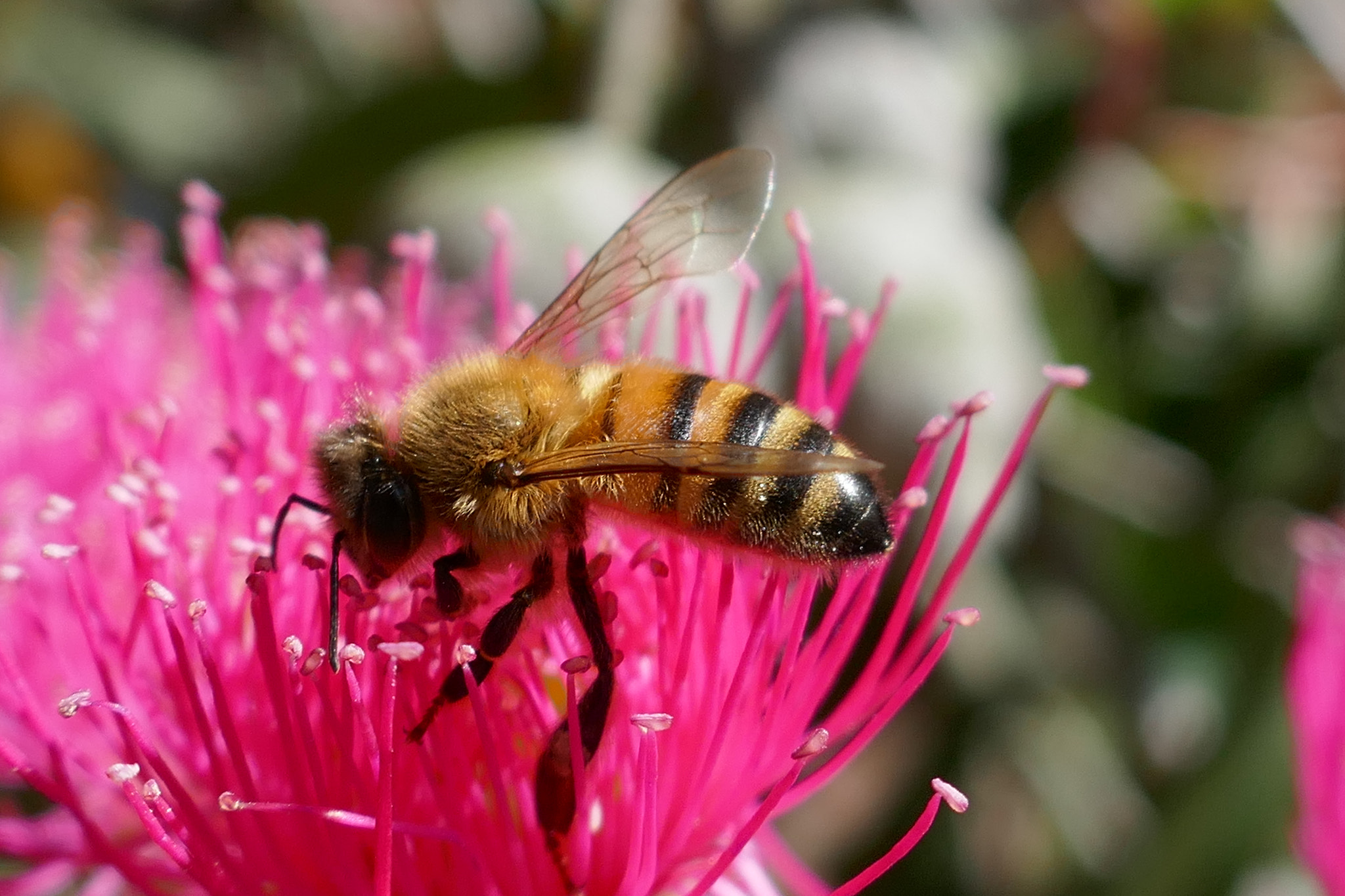 Panasonic DMC-TZ110 sample photo. Honey bee on corymbia ficifolia flower photography