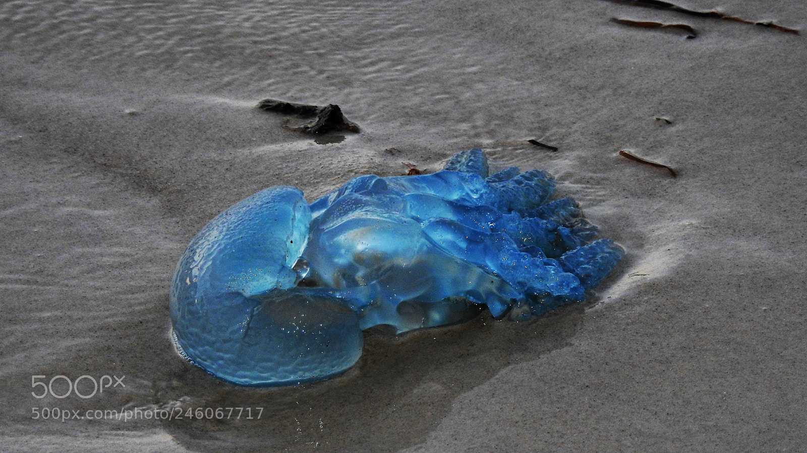 Nikon Coolpix P900 sample photo. Bluebottle photography