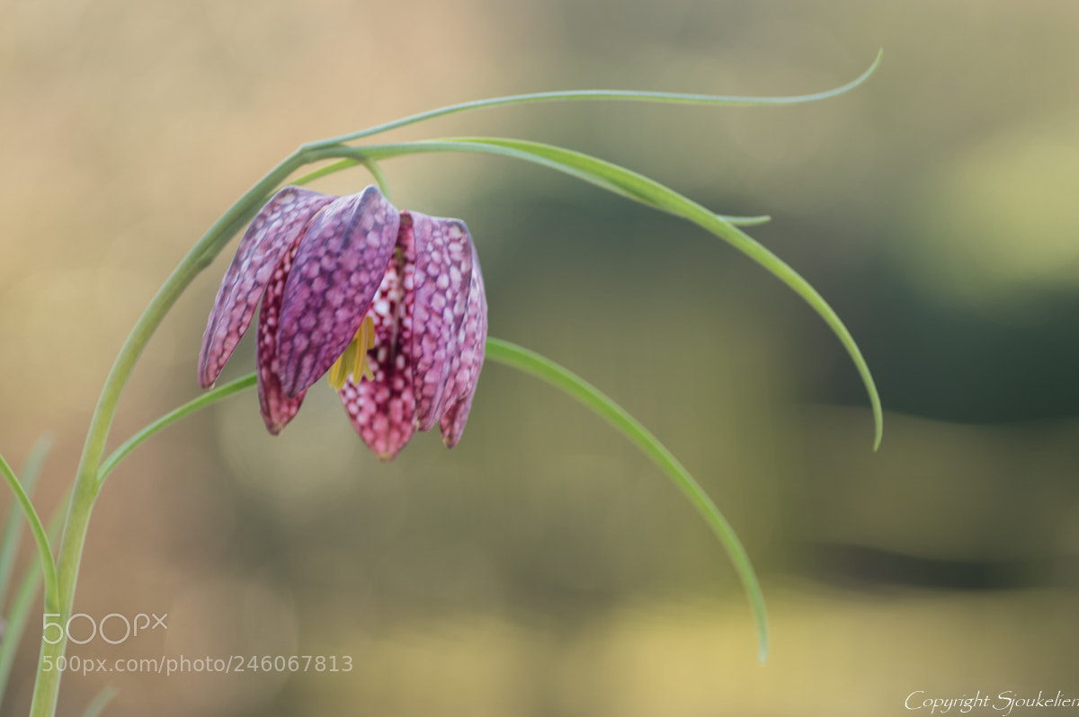 Pentax K-3 sample photo. Spring flower photography