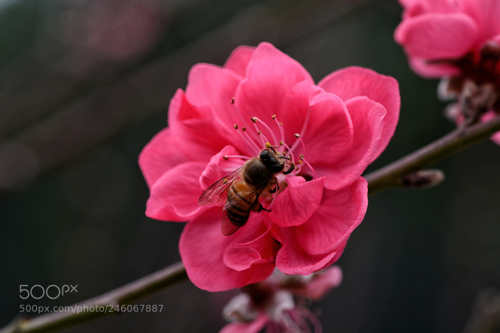 Nikon D7100 sample photo. Peach blossom photography