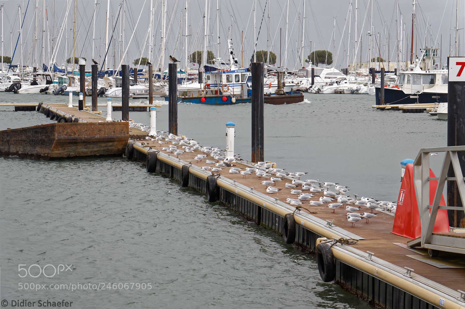 Canon EOS 50D sample photo. Reserved for birds photography