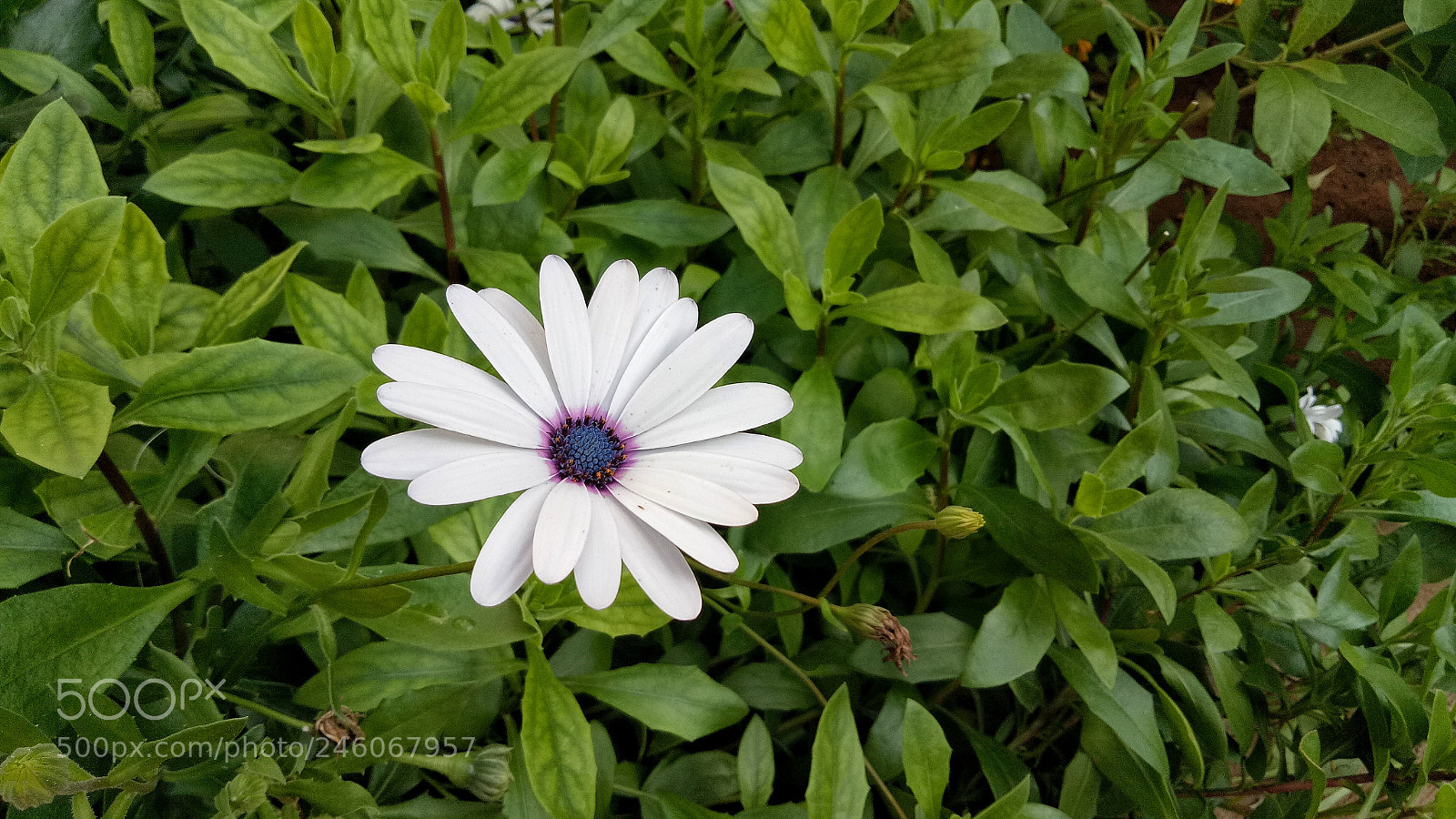 OPPO A1601 sample photo. Untitled photography