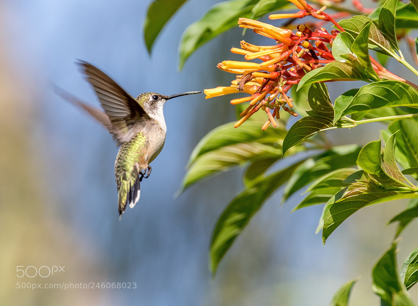 Canon EOS 7D Mark II sample photo. Hummingbird photography