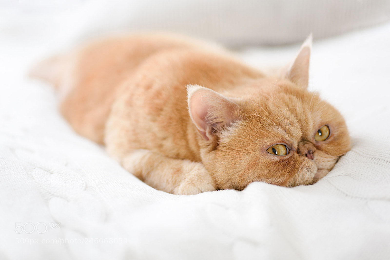 Nikon D810 sample photo. Cute persian cat laying photography