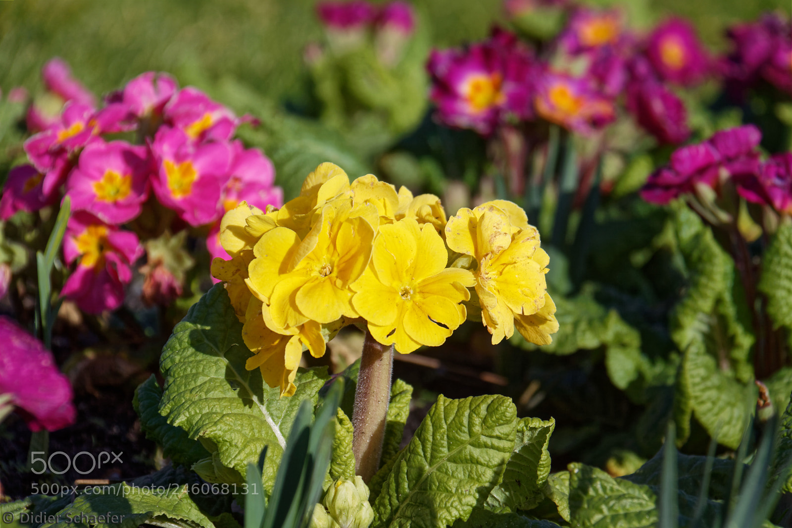 Canon EOS 50D sample photo. Primula - spring is photography