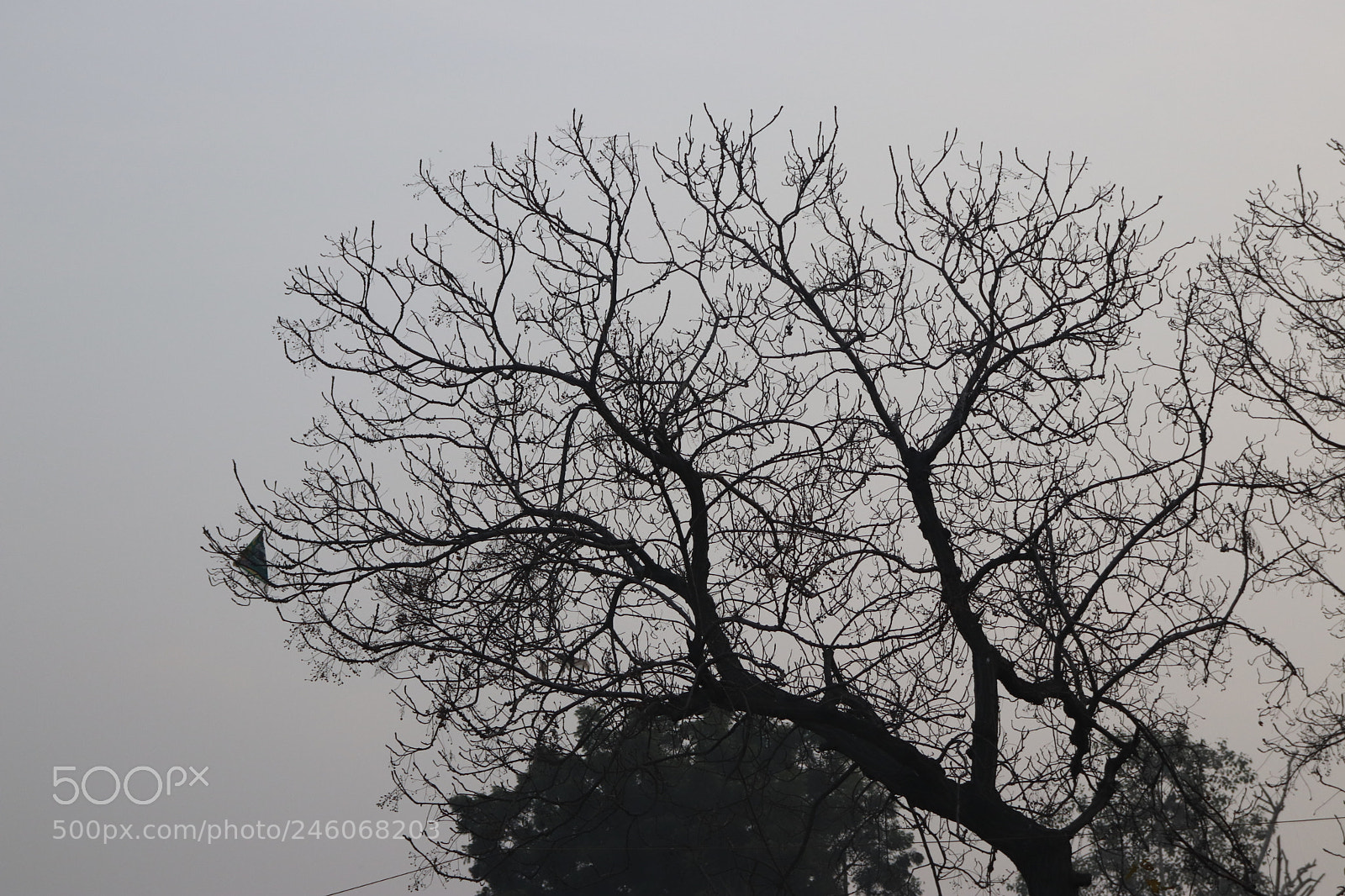 Canon EOS 800D (EOS Rebel T7i / EOS Kiss X9i) sample photo. Twilight view of tree photography