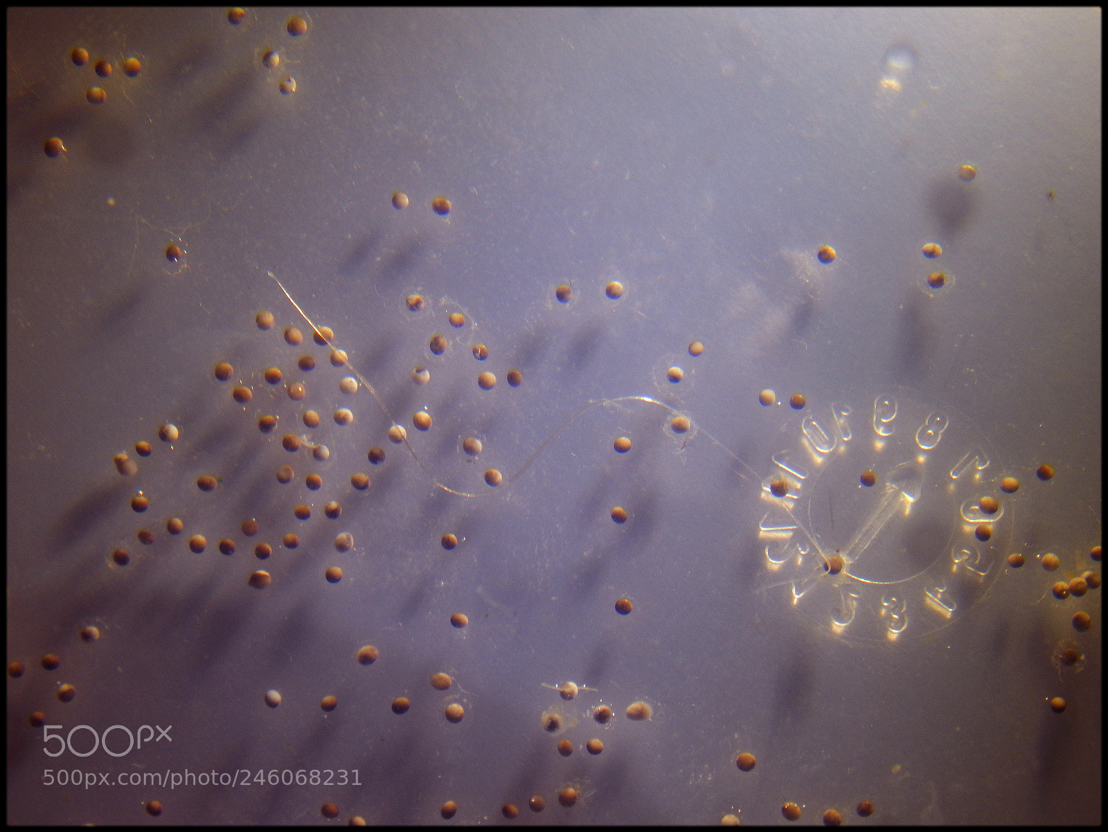 Nikon Coolpix L830 sample photo. African dwarf frog eggs photography