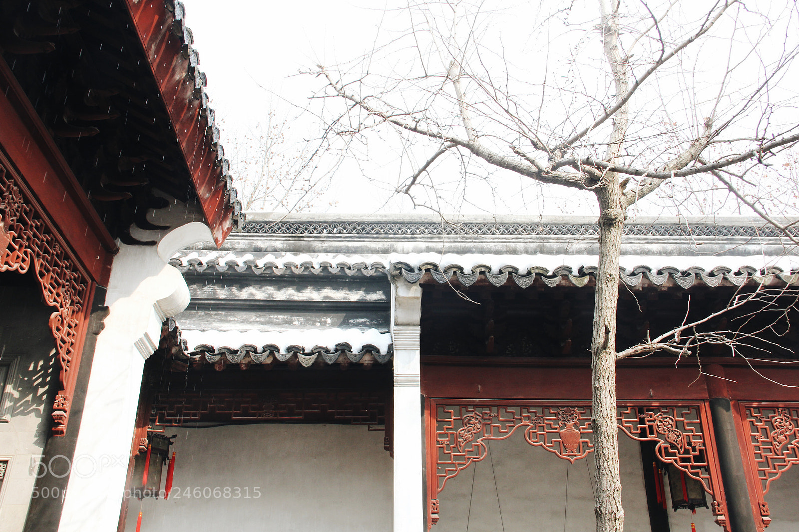 Canon EOS 60D sample photo. The lion forest garden photography