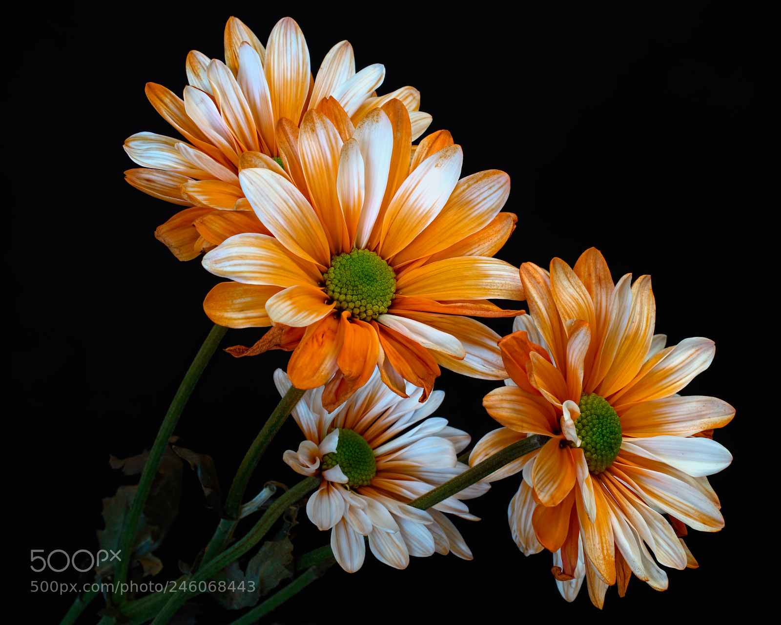 Nikon D7100 sample photo. Orange white daisese photography