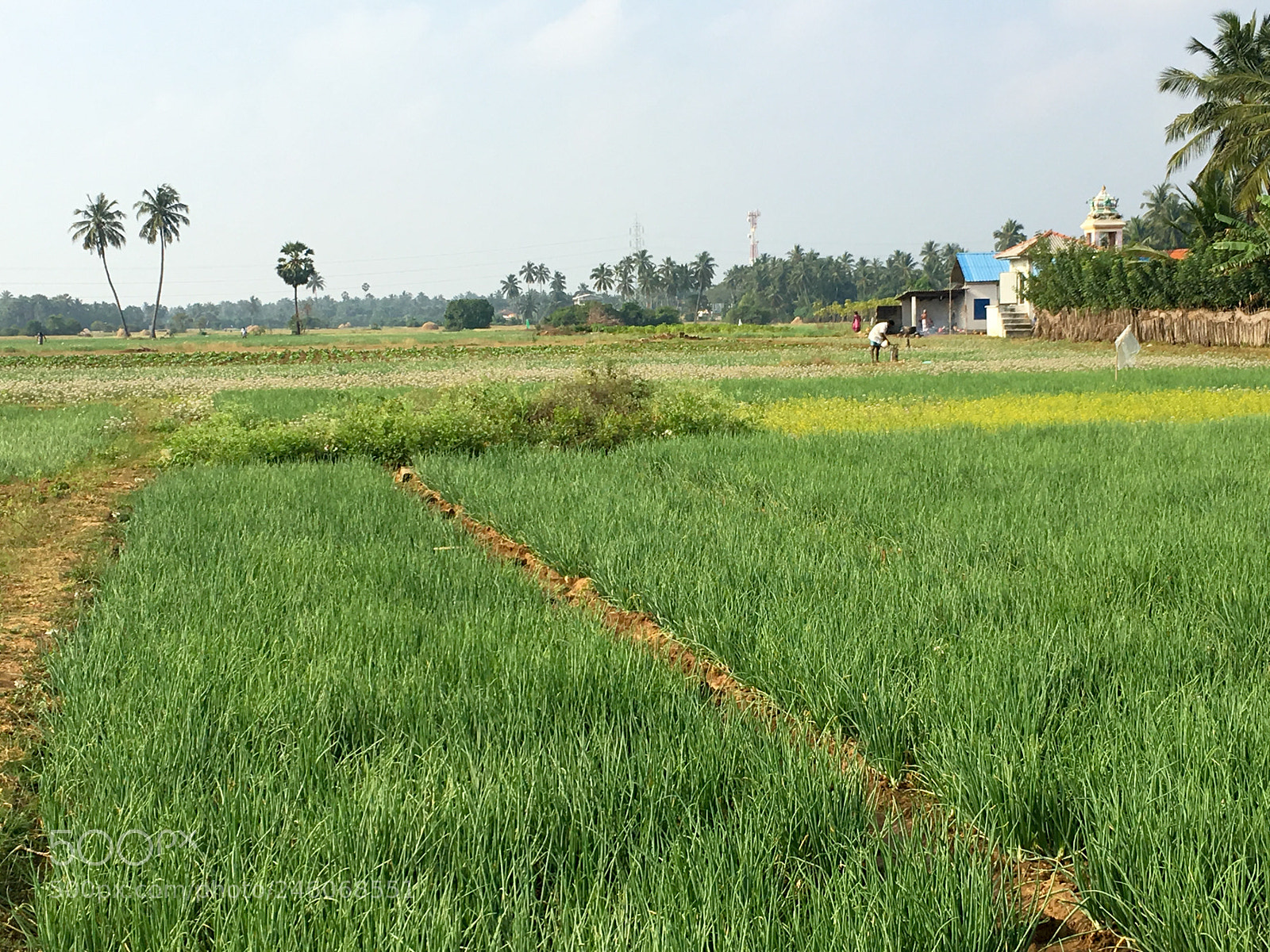 Apple iPhone 6s sample photo. Green onion fields in photography
