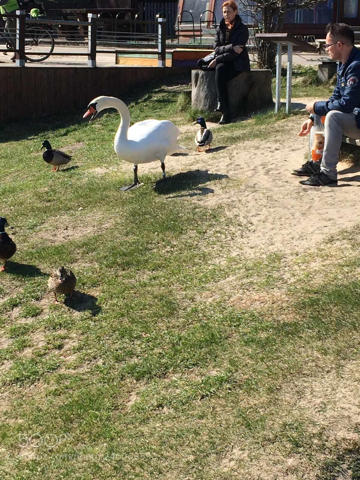 Apple iPhone 5s sample photo. Birds photography