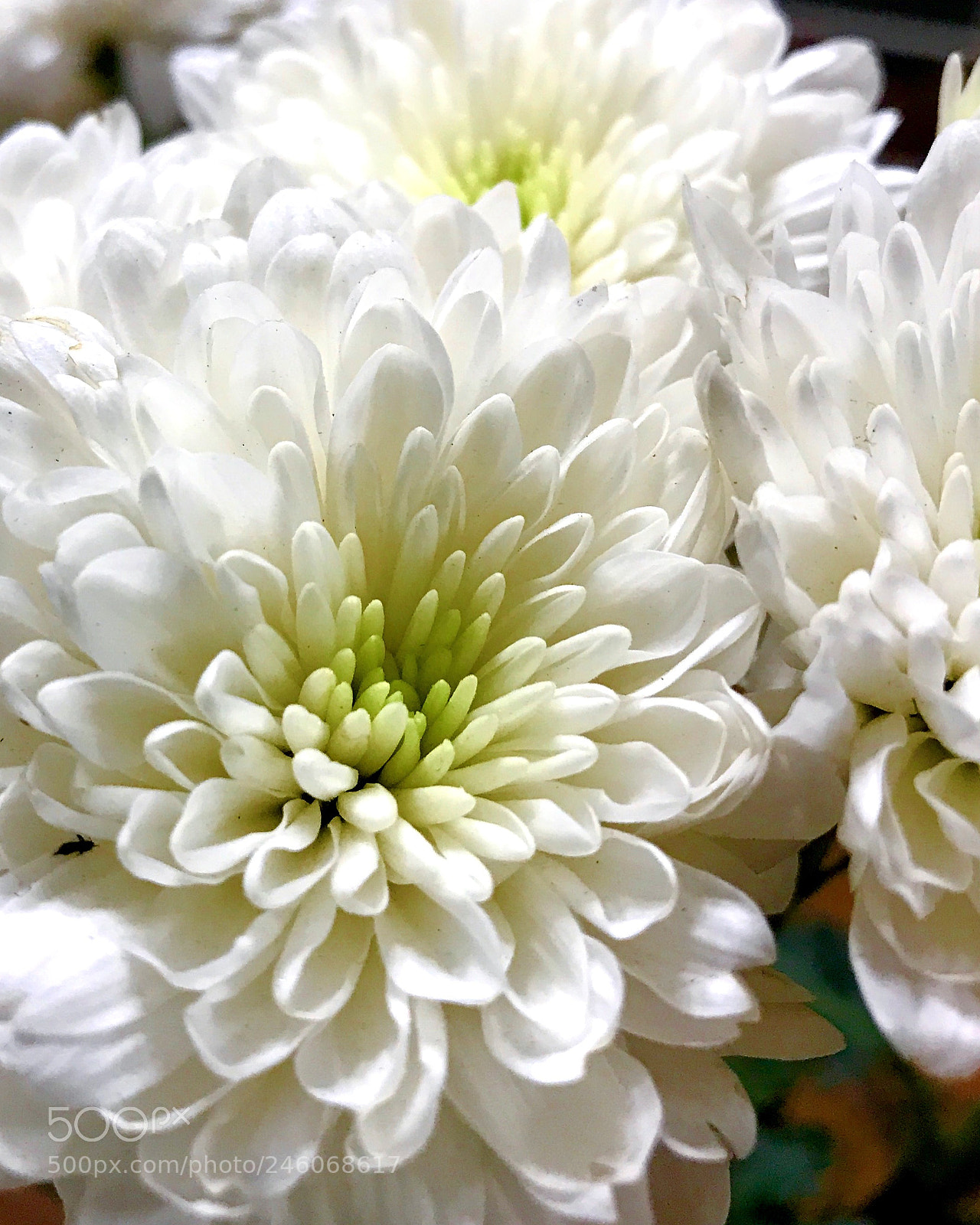 Apple iPhone 7 Plus sample photo. White petals photography