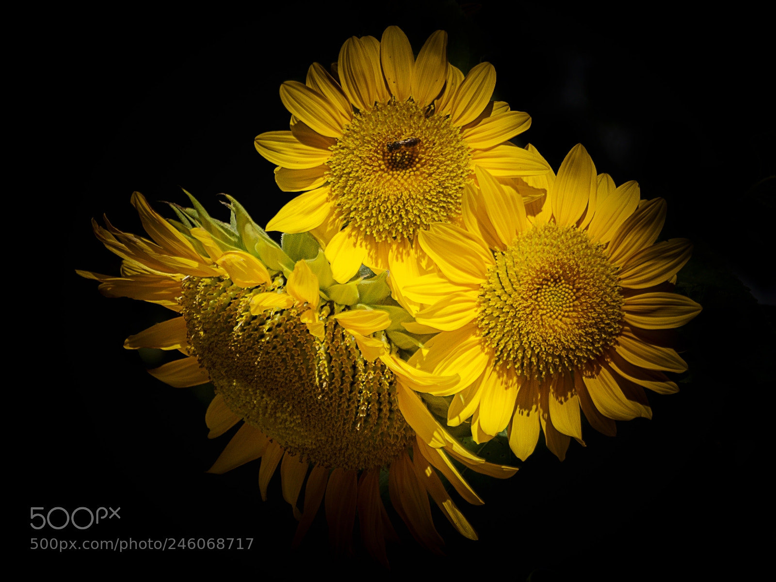 Canon EOS 650D (EOS Rebel T4i / EOS Kiss X6i) sample photo. Tournesols en clair/obscur photography