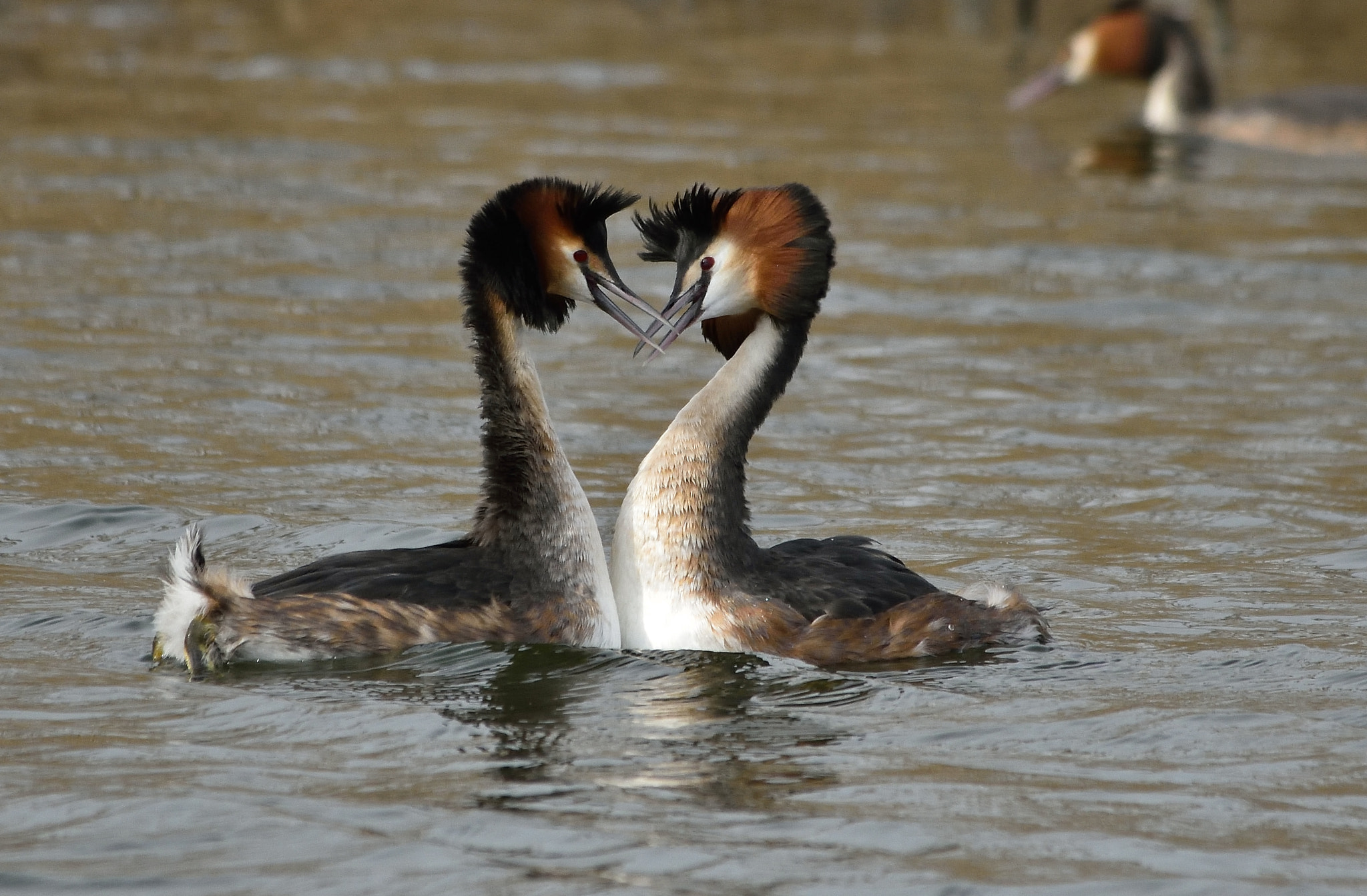 Sigma 150-500mm F5-6.3 DG OS HSM sample photo. Will you be my valentine.. photography