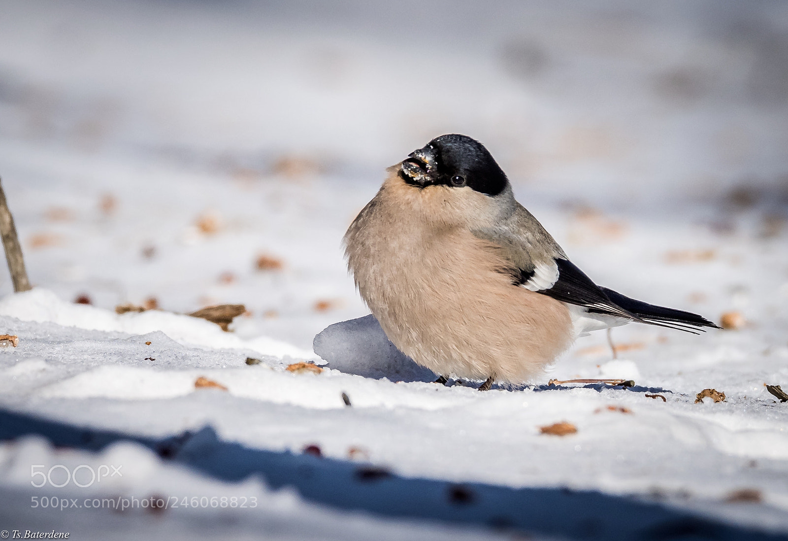 Nikon D810 sample photo. New friend.. photography