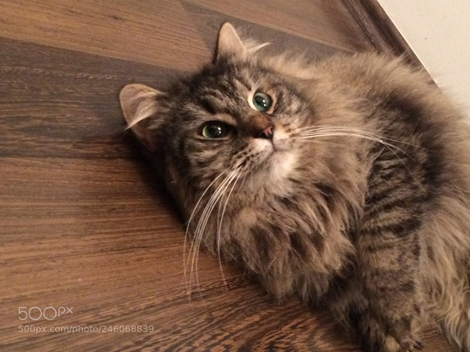 Apple iPhone 5s sample photo. Beauty cat photography