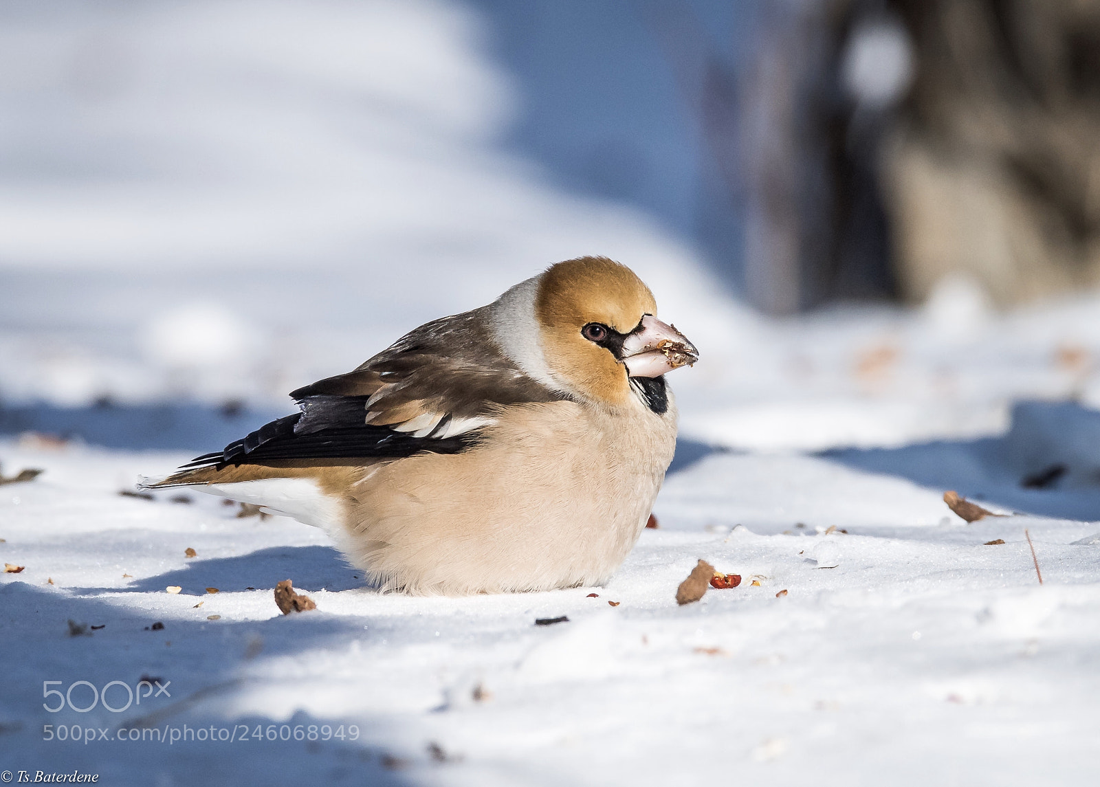 Nikon D810 sample photo. Bird and snow photography