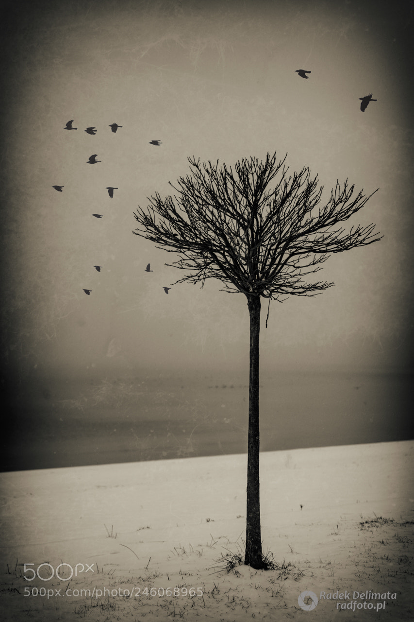 Nikon D7100 sample photo. Tree photography