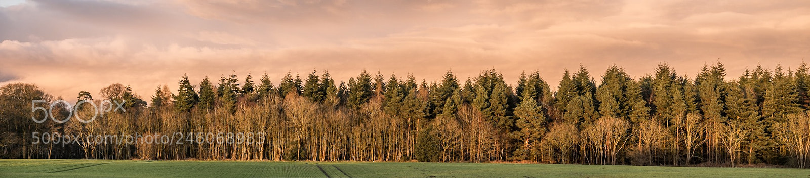 Panasonic Lumix DMC-GX7 sample photo. Tree pano norfolk photography