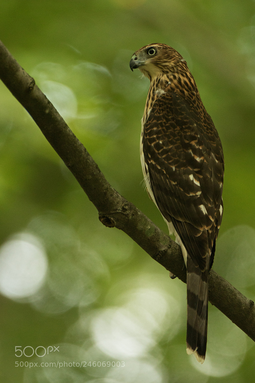 Canon EOS 7D Mark II sample photo. Cooper's juvenile photography