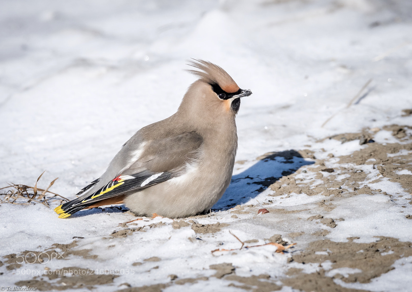 Nikon D810 sample photo. Very soon..going to siberia photography