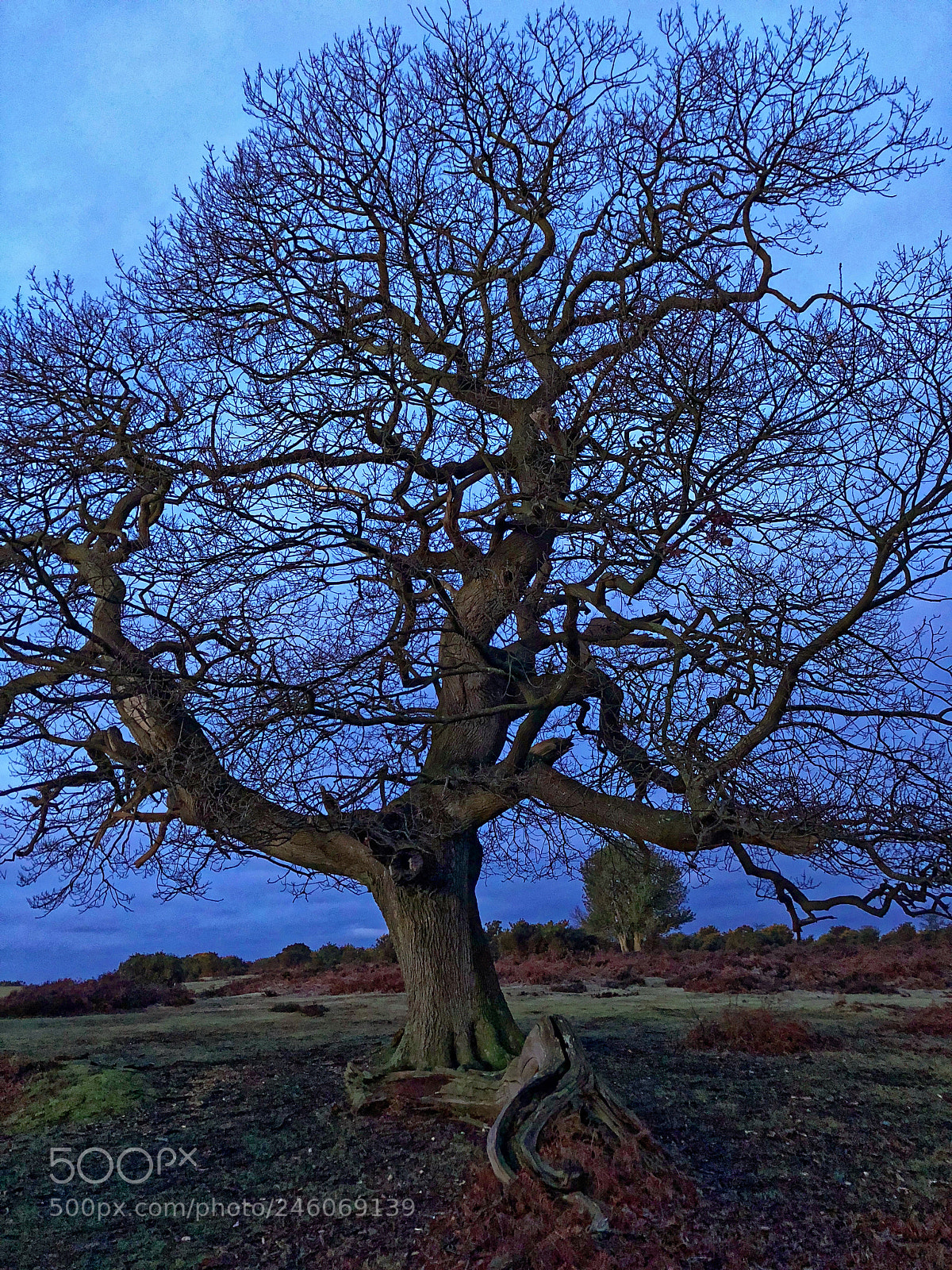 Apple iPhone 8 Plus sample photo. Blue morning photography
