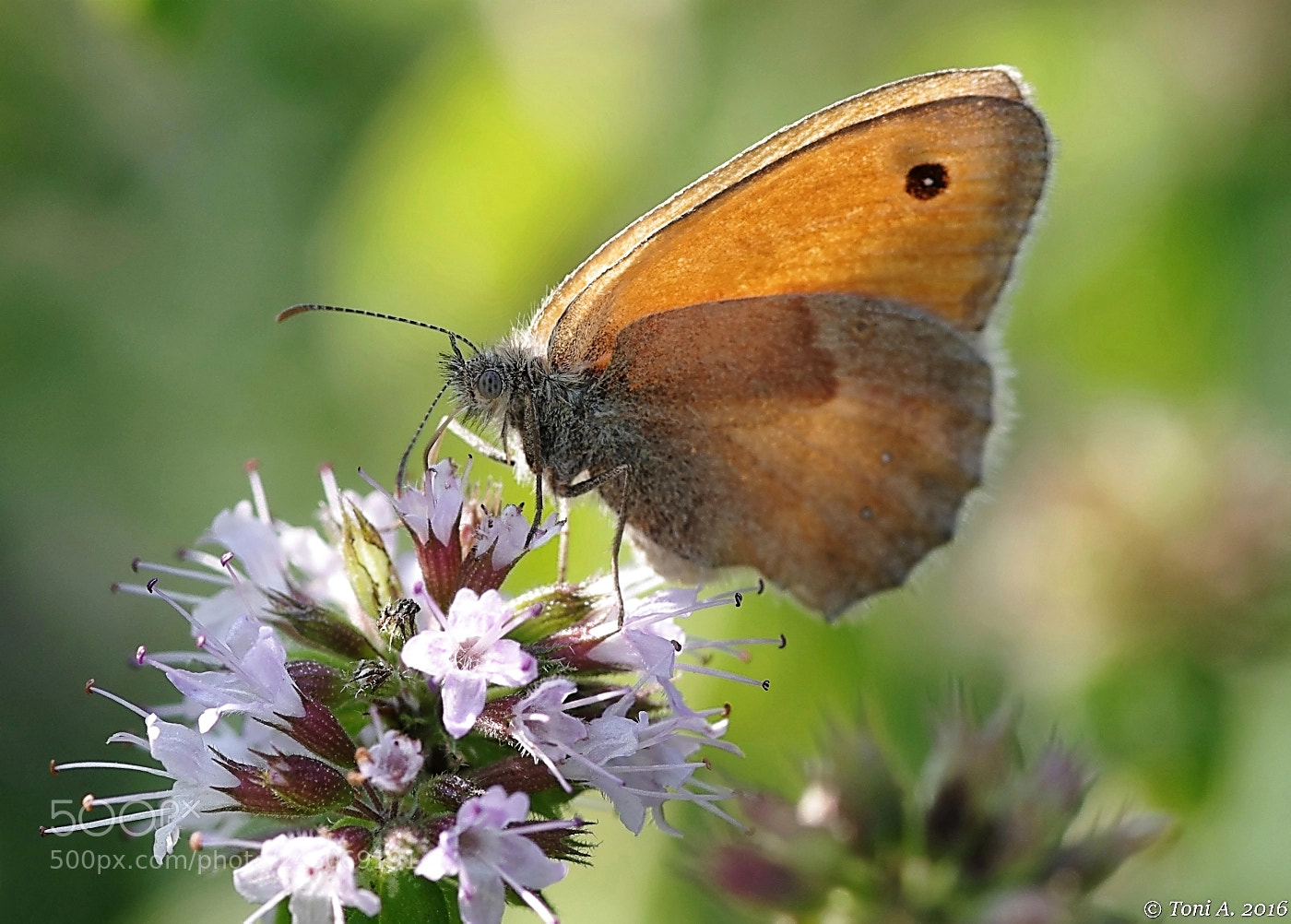 Pentax K-5 II sample photo. Butterfly photography