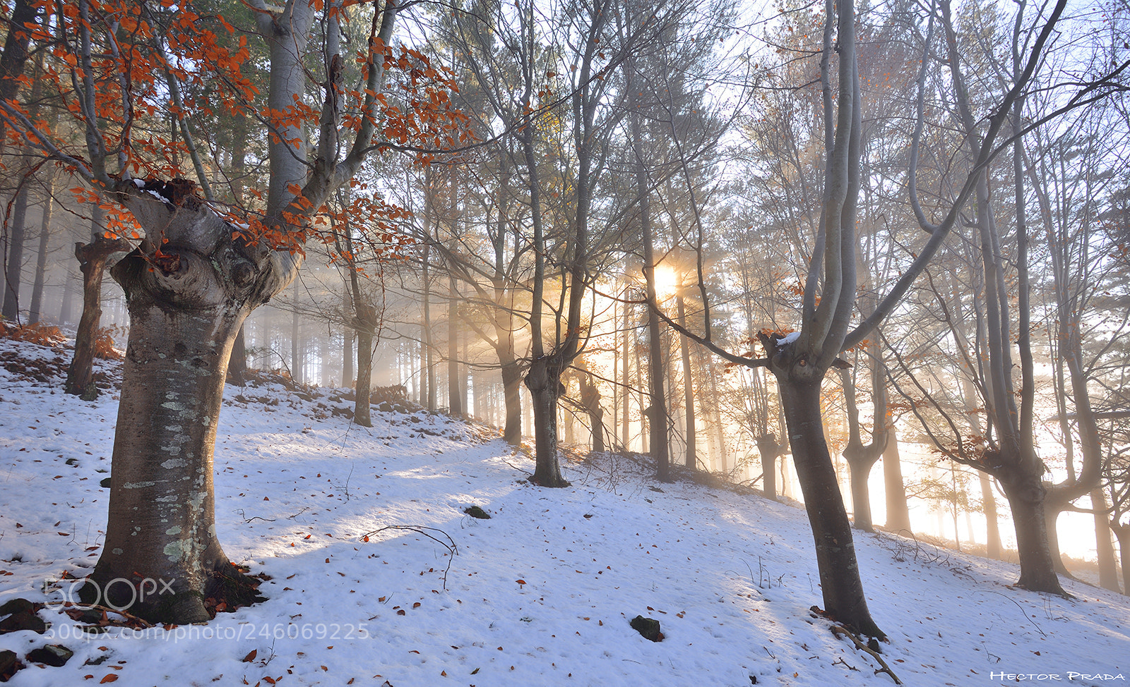 Nikon D610 sample photo. Magical winterlight photography