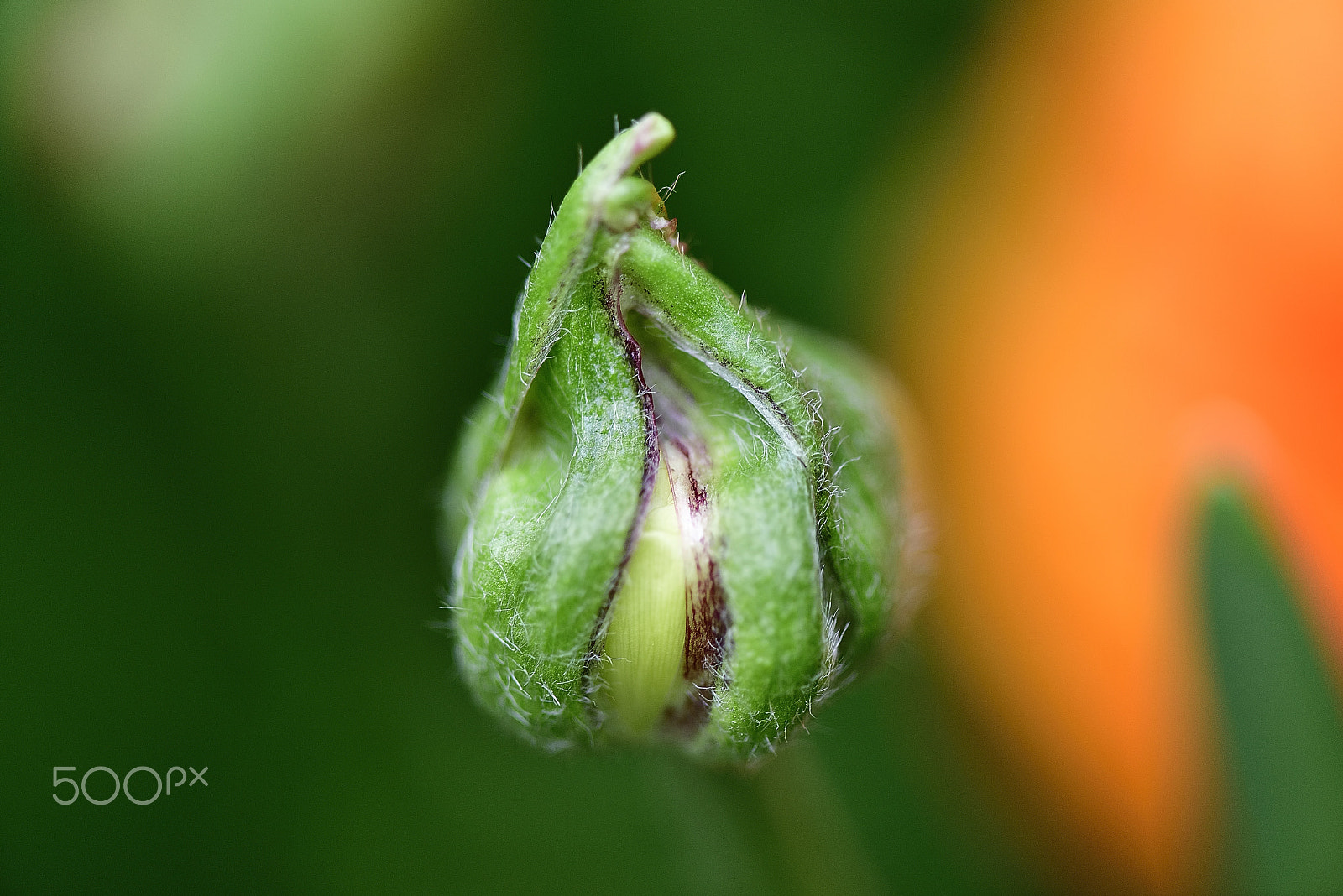 Nikon D800E + Nikon AF-S Micro-Nikkor 105mm F2.8G IF-ED VR sample photo. Bud is a symbol of spring to come photography