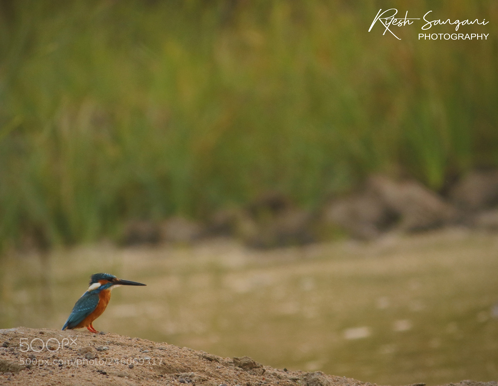 Canon EOS 700D (EOS Rebel T5i / EOS Kiss X7i) sample photo. Waiting.....! photography