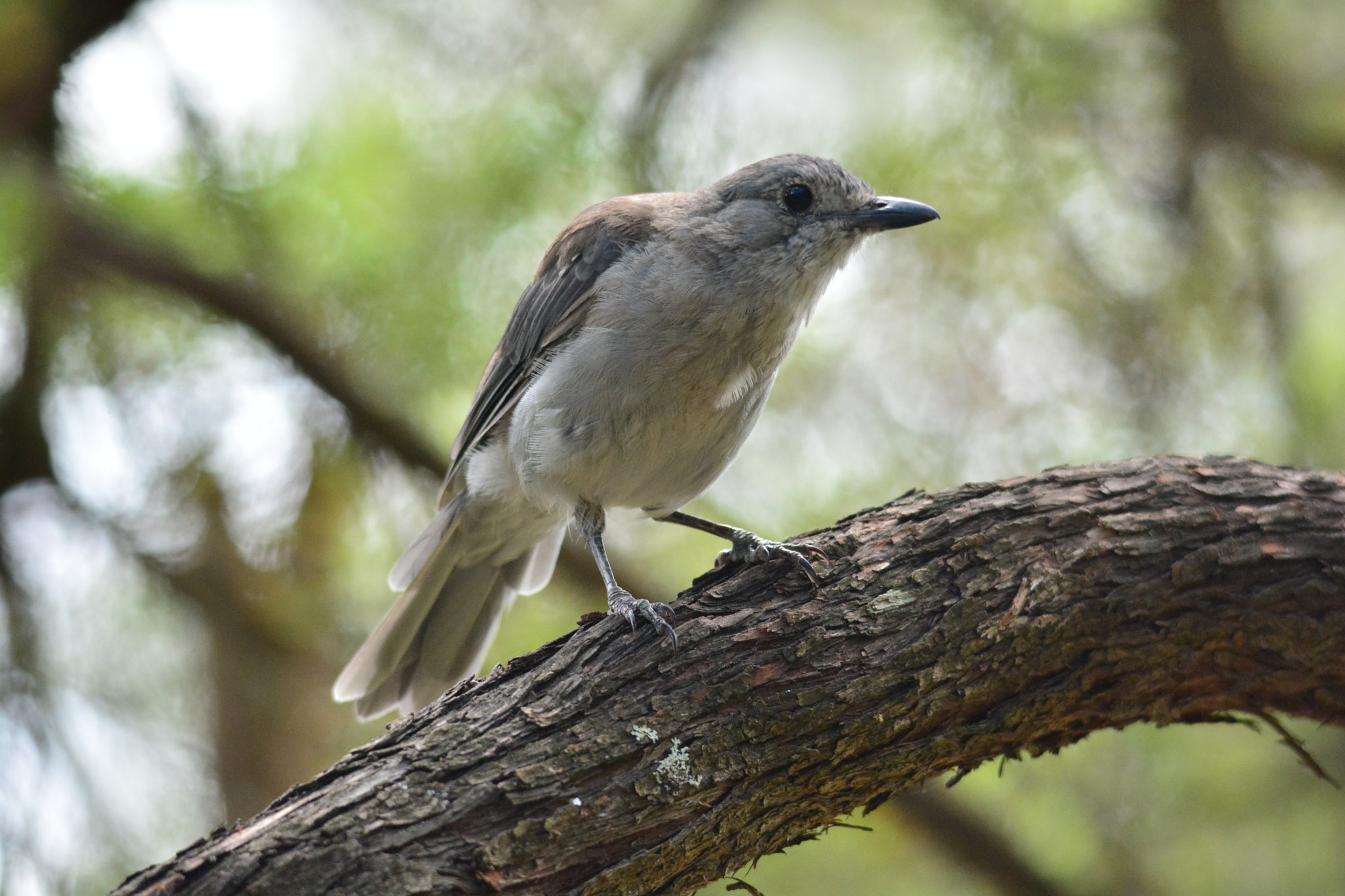 Sigma 120-400mm F4.5-5.6 DG OS HSM sample photo. Grey shrike-thrush photography